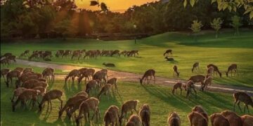 Vipul’s Voice: Herd Ego