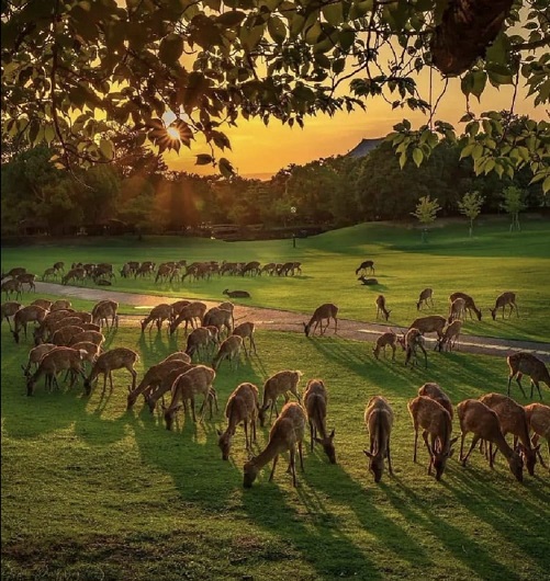 Vipul’s Voice: Herd Ego